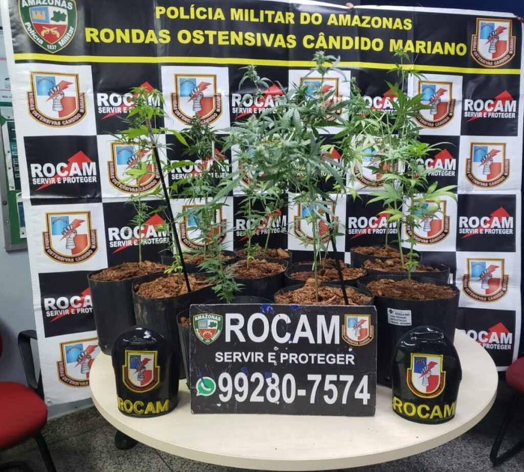 Rocam localiza plantação de maconha, detém homem por roubo e prende foragido da Justiça 1