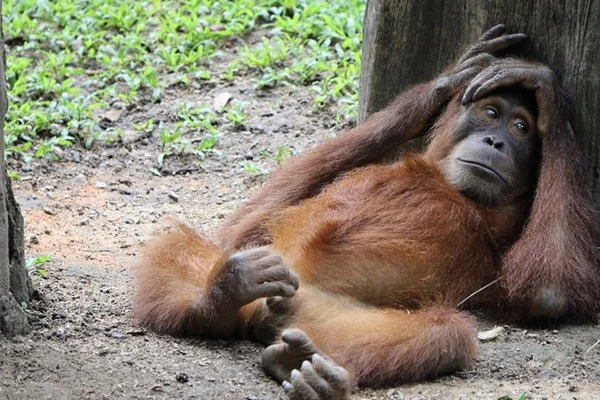 Varíola dos macacos: presídio onde policial trabalhava é monitorado 6