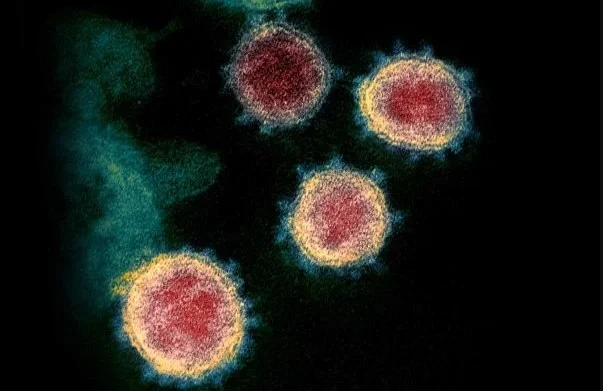 Covid: vacina 100% brasileira aguarda liberação para testes em humanos 7