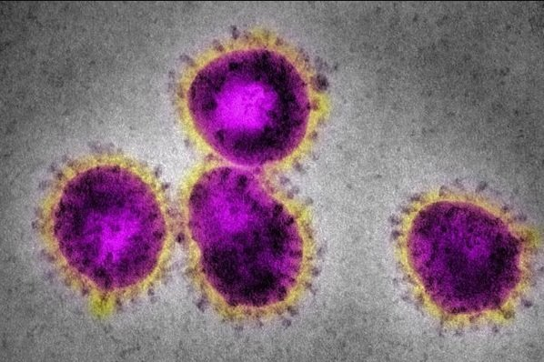 Covid: vacina 100% brasileira aguarda liberação para testes em humanos 10