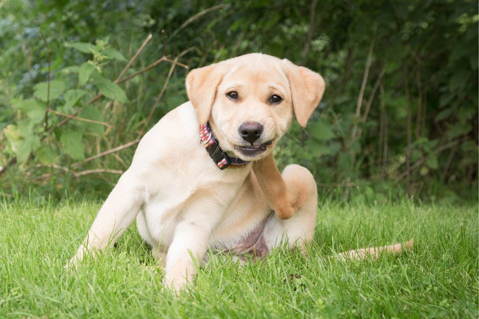 Veterinária esclarece se tratamentos caseiros para pulgas funcionam 4
