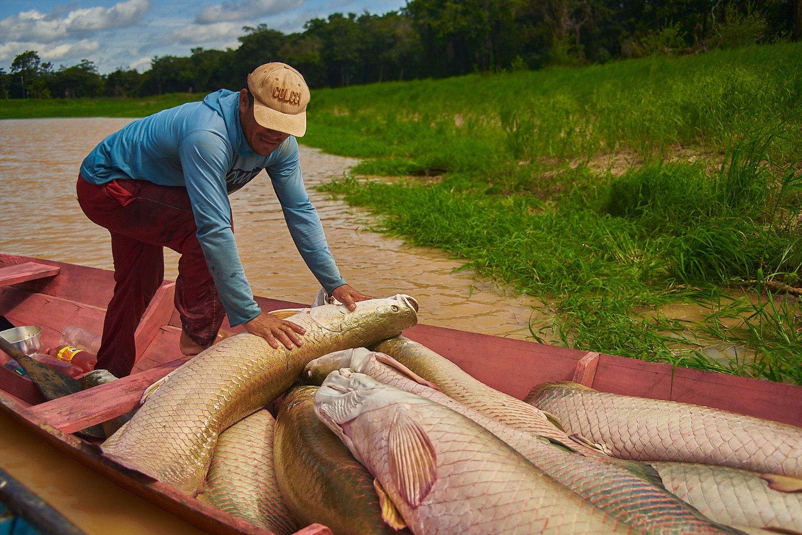 Feira do Pirarucu acontece sábado e domingo com a venda de cinco toneladas do pescado 1 Feira do Pirarucu acontece sábado e domingo com a venda de cinco toneladas do pescado 1