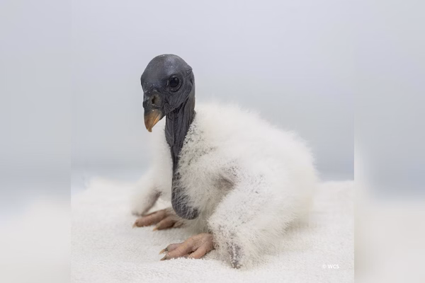 Zoológico usa fantoche de mão para alimentar filhote de urubu-rei raro 2